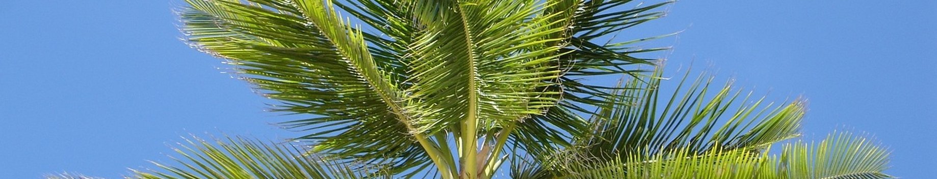 Tips om een palmboom te laten groeien