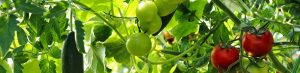 De tuin aanpassen aan de moestuin