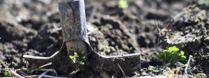 Vier dingen die je niet mag vergeten als je een moestuin hebt